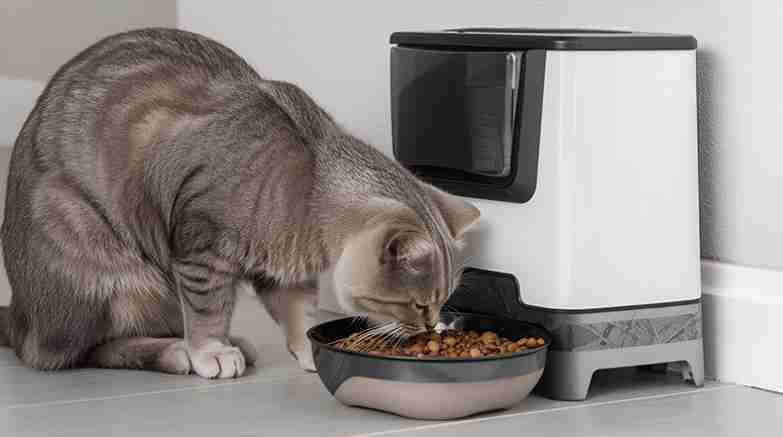 Quanto Custa um Alimentador Automatico